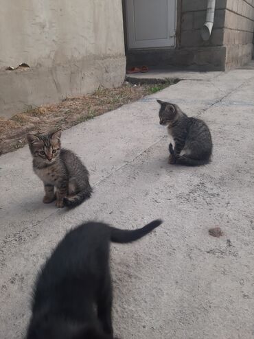 котята в бишкеке: Отдадим котят бесплатно хорошие руки