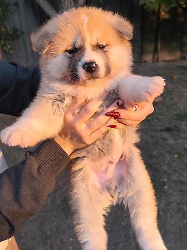 poklanjam štence: Japanska Akita (Akita Inu) stenci rezervacija. Preuzimaju se dva puta — 6