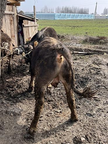 Коровы, быки: Продаю | Бык (самец) | Швицкая | На откорм | Привязанные — 2