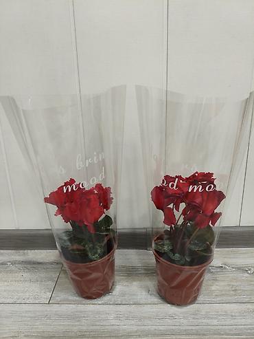 Орхидеи: Орхидея фаленопсис в прозрачном пластиковом горшке. - Разные окраски — 10