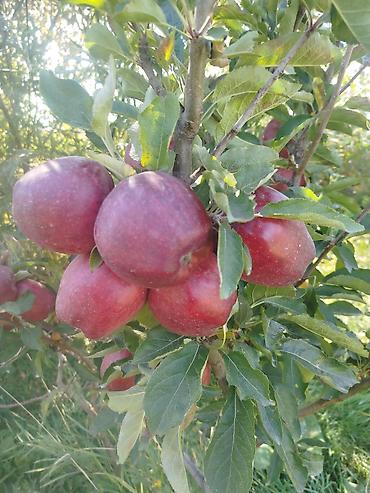 Другие услуги: Жемиш багын Оз убагында, туура бутоо Мол тушум Алма бак бутайбыз Ар — 10