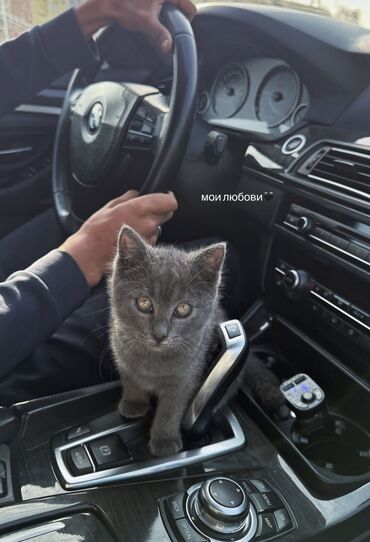 кошка сфинкс с шерстью: Британская короткошёрстная, 2 месяца, Мальчик