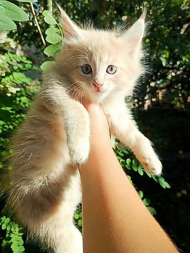 Отдам даром кошку: Котята, пушистые комочки счастья. - Возраст: примерно 1,5–2 месяца. - — 3