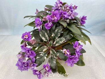 Фиалки и глоксинии: 🌱🌺🌱 Продаю сортовые ДЕТКИ стандартных, трейлерныхмини и полумини — 14