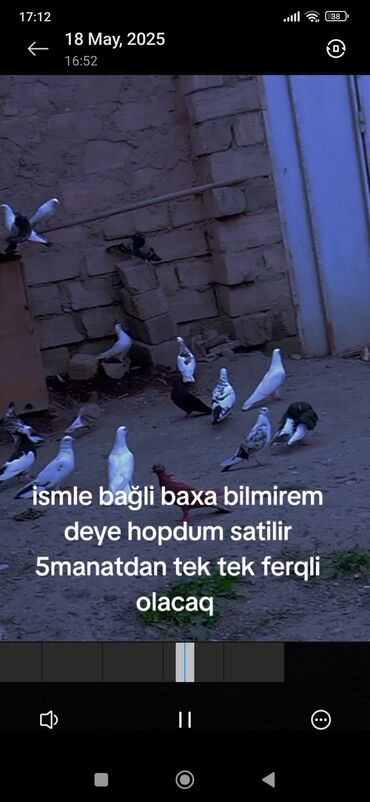 Göyərçinlər: Müxtəlif rənglərdə və növlü göyərçinlər satılır. Hər birinin qiyməti 5
