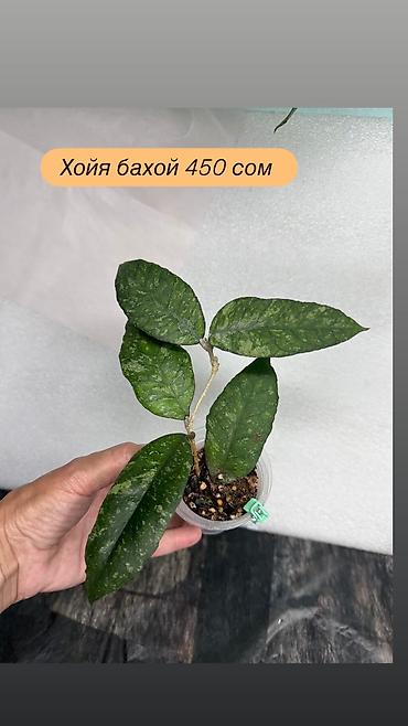 Хойи: Хойя Сильвер доллар от 200 сом Хойя доллар сплеш клон 2 -взрослое — 41