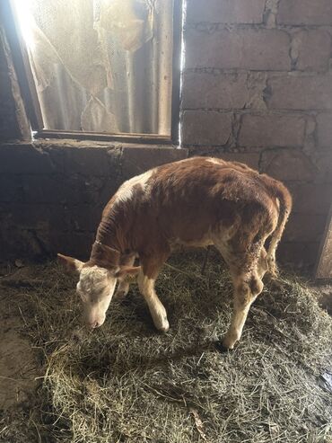 Inəklər, öküzlər: Inəklər öz qapimizin heyvnalradir saf qan simental balalari ilə — 8