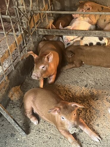 вьетнамские свиньи: Сатам | Торопой | Дюрок | Көбөйтүү үчүн | Асыл тукумдуу