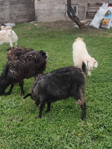 Козы, козлы: Продаю | Коза (самка), Козёл (самец), Козлёнок — 16