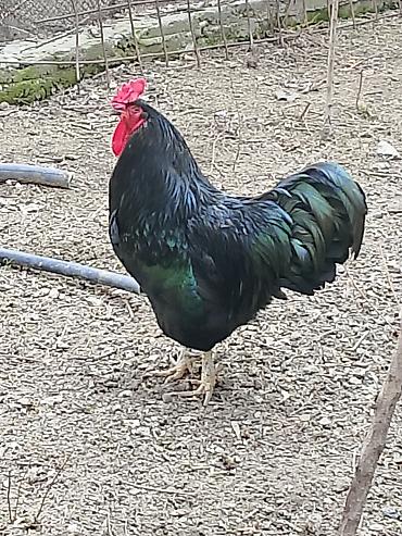 Птицы: Продаю Петушков — 7