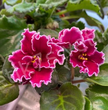 Фиалки и глоксинии: 🌱🌺🌱 Продаю сортовые ДЕТКИ стандартных, трейлерныхмини и полумини — 23