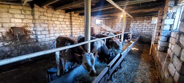 Dana, buzov: 4 erkey 1 dışı dana satiram.mallar Qusar rayonundadi.diri çekileri 210 — 7