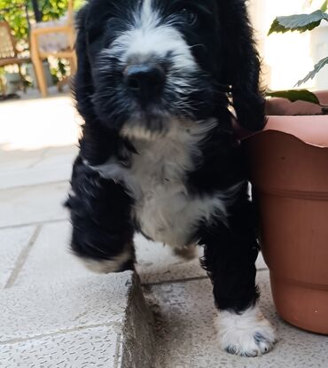 afcarka balasi erkey: Pudel, 2 ay, Erkek