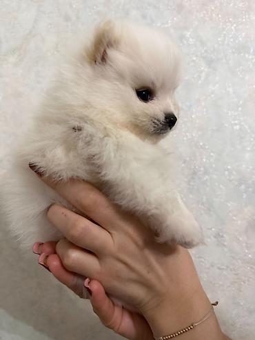 pomeranski spic: Şpitz, 2 ay, Peyvəndli, Ünvandan götürmə — 3