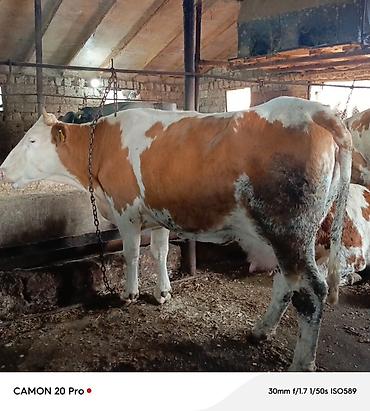 su qablari: 2 ci qarina 4 ayliq bogaz simmental duye satilir. Hal hazırda 14-16 — 6