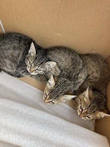кошка бесплатная: Котята в КАНТЕ
БЕСПЛАТНО — 2