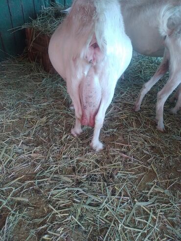 Козы, козлы: Продаю | Коза (самка) | Зааненская | Для молока | Племенные — 4