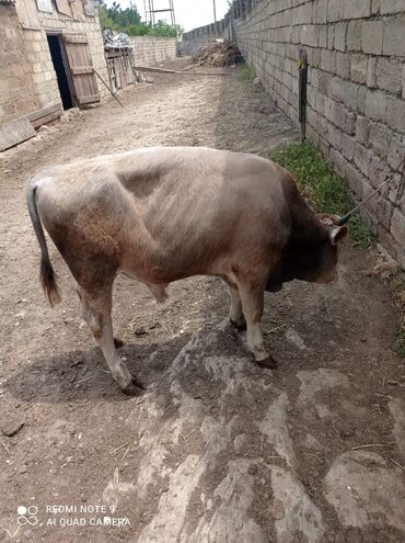 black bull dərmanı v Azərbaycan | NOKIA: Erkek dana satilir