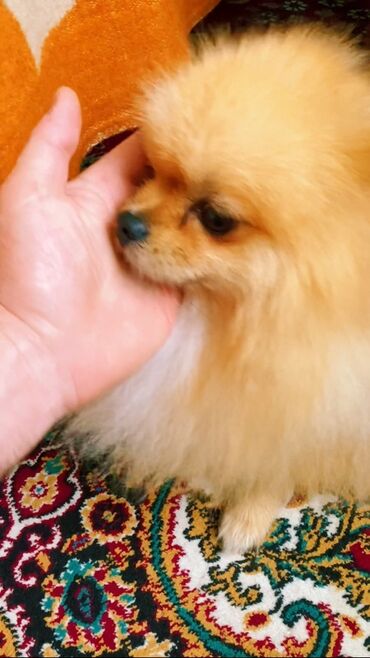 İtlər: Şpitz — 4