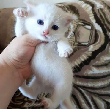 Декоративные кролики: Породистая белая девочка, котенок возраст 1.5 мес, глаза серо-голубые