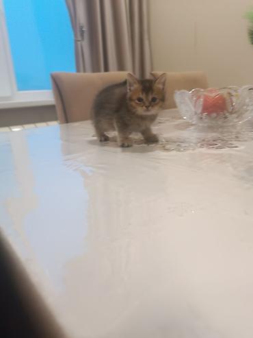 Pişiklər: Britan — 7