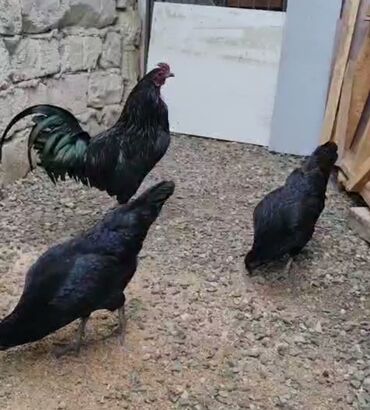 Toyuqlar: Toyuq, Damazlıq, Pulsuz çatdırılma -da lalafo.az — 21 Toyuqlar: Toyuq, Damazlıq, Pulsuz çatdırılma — 21