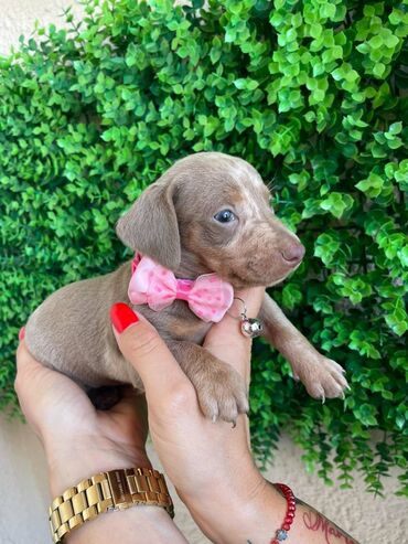 Psi: Odgajivacnica pasa "Happy Puppies" ima u ponudi prelepe stence mini — 5