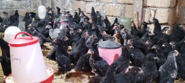 купить собаку в: Ya Allah. Salam Hər vaxtınız xeyir! 6 Noyabr 2025 ci ildən