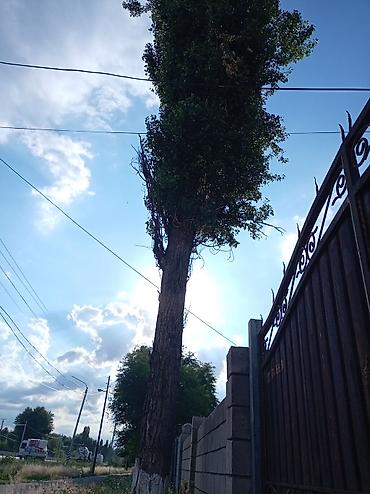 цветы комнатне: Высокорослое дерево вдоль забора - Порода: тополь (пирамидальной — 2
