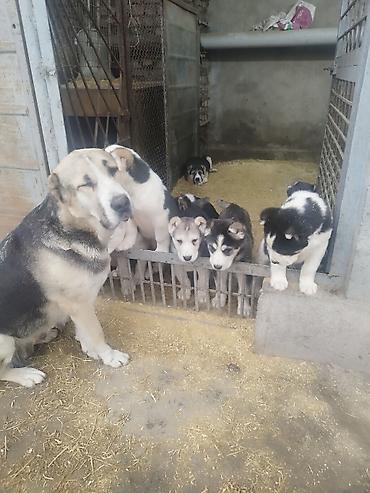 Продажа собак: Шикарные Щенки САО . Среднеазиатской Овчарки ХОРОШИХ БОЙЦОВСКИХ — 16