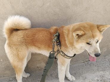 ov it: Akita-inu, 2 il