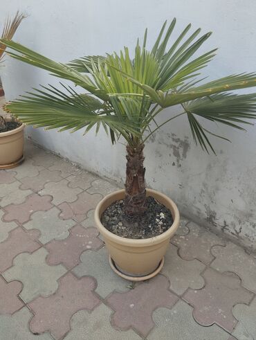 Bitki dərmanları: Qablarda dekorativ palma (Trachycarpus tipli) – balkon, həyət və