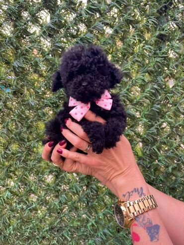 Psi: Odgajivacnica pasa “Happy Puppies” ima u ponudi stence toy i mini — 1