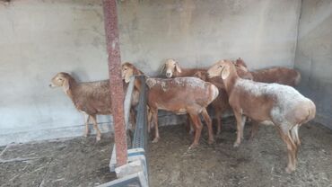 корм для домашних животных: Продаю | Овца (самка), Баран (самец) | Арашан | Племенные