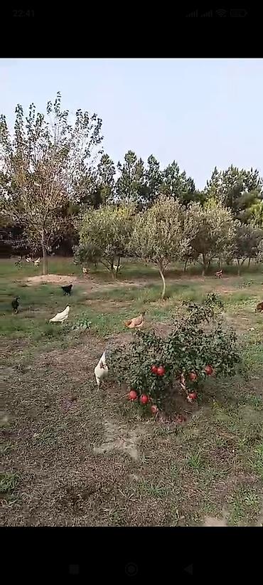 kend cucesi: Toyuq, Yumurtalıq, Ünvandan götürmə — 1