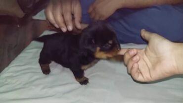 купить британская шиншилла: Rotveyler