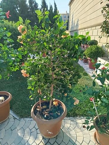 orxideya gulunun qiyməti: Saxsıda hibiskus (Çin gülü) dekorativ bitkisi. Bitki iri ölçülüdür və — 1