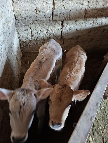 Коровы, быки: Продаю | Музоо, торпок | Искусственник — 8