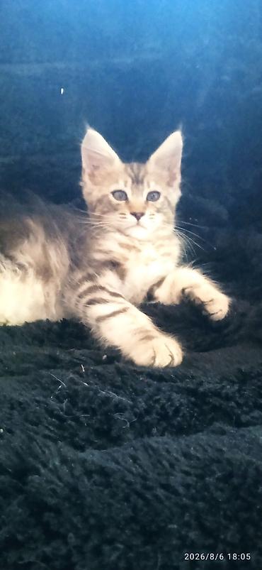 Кошки: Гиганты Кошачьего мира❤️ Мейн-Куны❤️❤️❤️Мини питомник не клеточного — 2