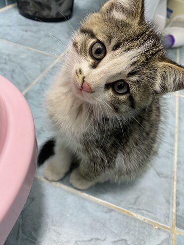 сиамские коты цена: В добрые руки котёнок 1.5-2 месяца, мальчик. Кушает влажный корм
