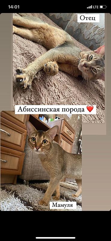 абиссины: Абиссинская порода- выставляются на бронирование редкие котята — 7