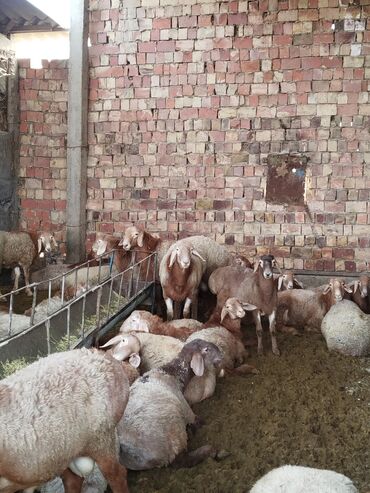 домики для хомяков: Продаю | Баран (самец) | На забой | Племенные