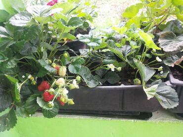 Semena i ulične biljke: Kontejnerske sadnice jagoda Sigurno ste mnogo puta videli na