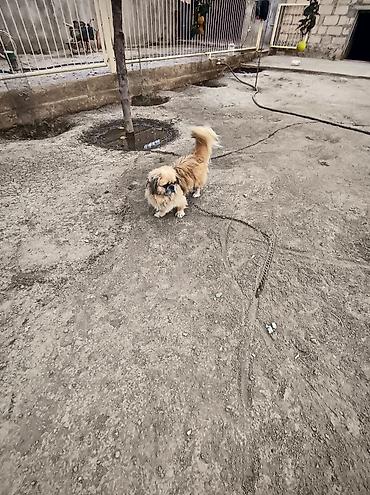 itler doberman: Pekines, 1 il, Erkək — 2
