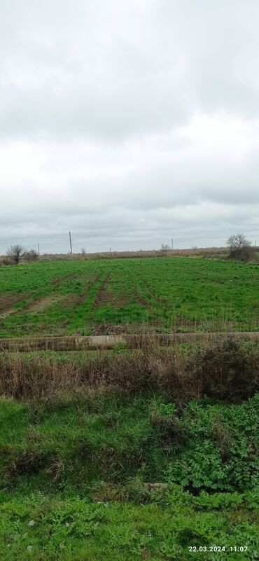 məhəmmədli torpaq: 200 sot, Kənd təsərrüfatı, Mülkiyyətçi, Kupça (Çıxarış)