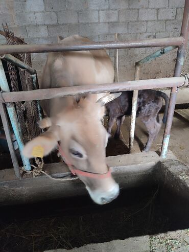 купить корову в бишкеке: Продаю | Корова (самка) | Алатауская | Для молока | Стельные