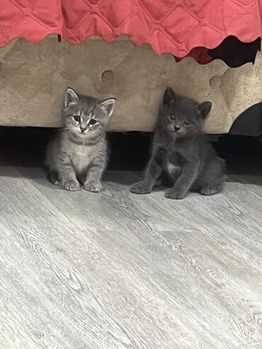 İtlər: Britan, Dişi, Yaxşı əllərə, Ödənişli çatdırılma