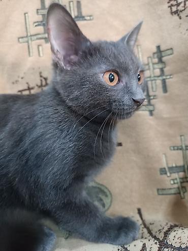 сиамская кошка даром: 3 месяца, Девочка, Приучена к лотку, Проглистована — 3