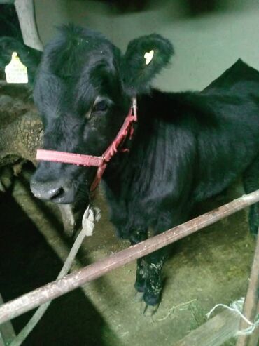 коровы дойные: Сатам | Кунаажын | Бордоп семиртүү үчүн | Байланган