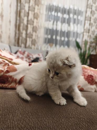 Pişiklər: Britan, Dişi — 8